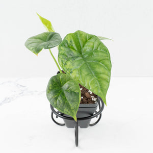 Alocasia Sinuata variegated (wk33-L5)