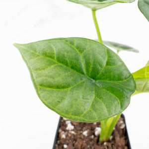 Alocasia Sinuata variegated (wk33-L5)