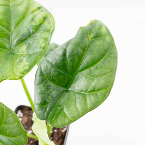 Alocasia Sinuata variegated (wk33-L5)
