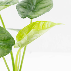 Alocasia Sinuata variegated (wk33-L5)