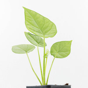 Alocasia Sinuata variegated (wk33-L5)