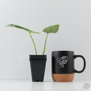 Alocasia Sinuata variegated  (wk41-L343)