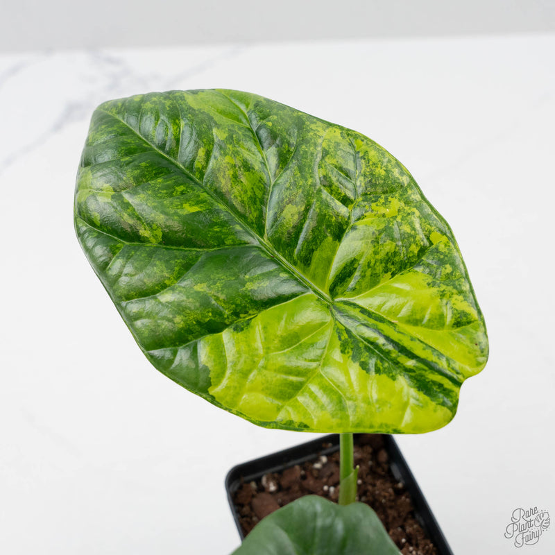 Alocasia Sinuata variegated  (wk41-L343)