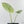 Alocasia Sinuata variegated  (wk41-L343)