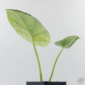 Alocasia Sinuata variegated  (wk41-L343)