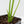 Alocasia Sinuata Variegated (wk40-L4)