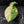 Alocasia Sinuata Albo Variegated (wk43-L400)
