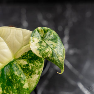 Alocasia Sinuata Albo Variegated (wk43-L400)