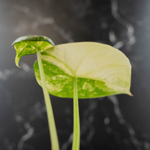 Alocasia Sinuata Albo Variegated (wk43-L400)