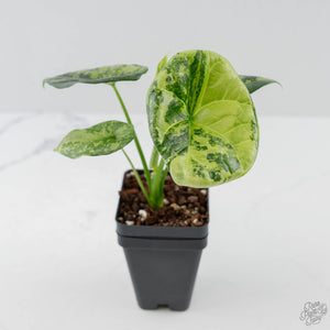 Alocasia Sinuata Aurea Variegated (wk43-L401)