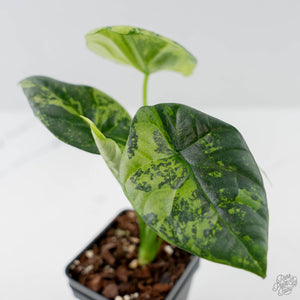 Alocasia Sinuata Aurea Variegated (wk43-L401)