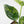 Alocasia Sinuata Aurea Variegated (wk43-L401)