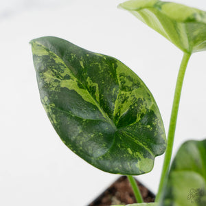Alocasia Sinuata Aurea Variegated (wk43-L401)