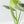 Alocasia Sinuata Aurea Variegated (wk43-L401)