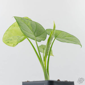 Alocasia Sinuata Aurea Variegated (wk43-L401)