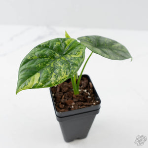 Alocasia Sinuata Aurea Variegated (wk43-L402)