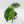 Alocasia Sinuata Aurea Variegated (wk43-L402)
