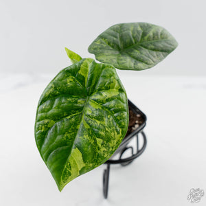 Alocasia Sinuata Aurea Variegated (wk43-L402)