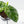 Alocasia Sinuata Aurea Variegated (wk43-L402)
