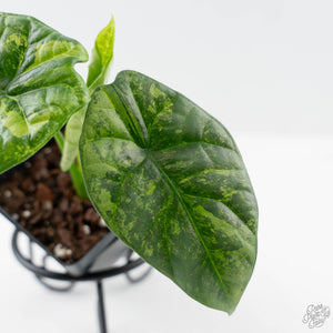 Alocasia Sinuata Aurea Variegated (wk43-L402)