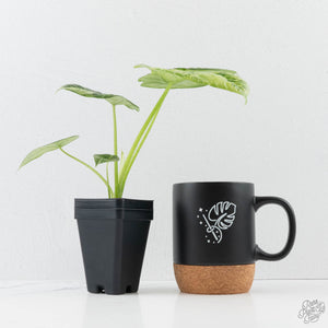 Alocasia Sinuata variegated - Corming Size (wk38-L281)