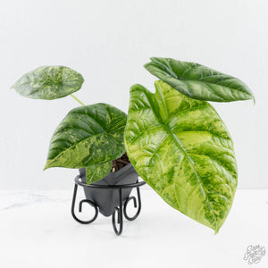 Alocasia Sinuata variegated - Corming Size (wk38-L281)