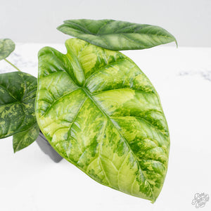 Alocasia Sinuata variegated - Corming Size (wk38-L281)