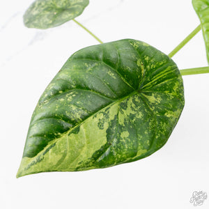 Alocasia Sinuata variegated - Corming Size (wk38-L281)
