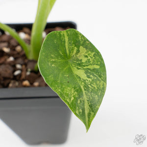 Alocasia Sinuata variegated - Corming Size (wk38-L281)