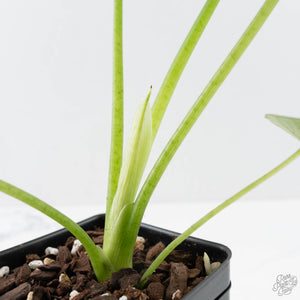 Alocasia Sinuata variegated - Corming Size (wk38-L281)