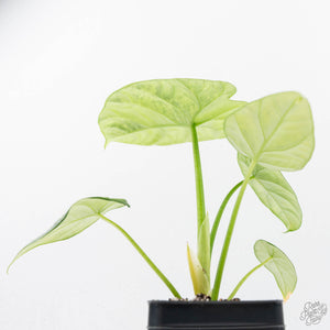 Alocasia Sinuata variegated (wk23-G) *Corming Size*