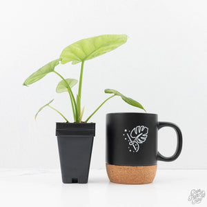 Alocasia Sinuata variegated (wk23-G) *Corming Size*