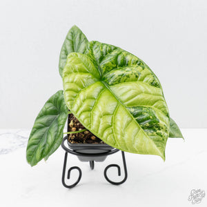 Alocasia Sinuata variegated (wk23-G) *Corming Size*