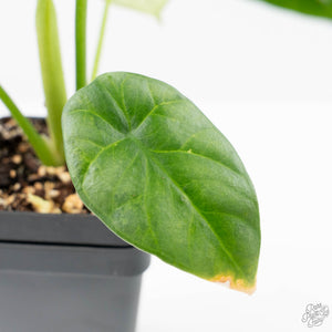 Alocasia Sinuata variegated (wk23-G) *Corming Size*