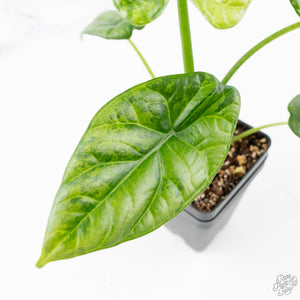 Alocasia Sinuata variegated (wk23-G) *Corming Size*