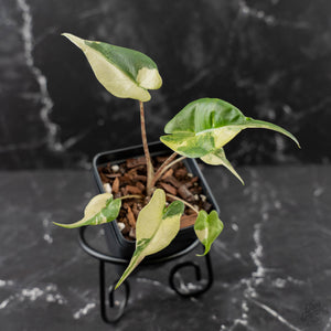 Alocasia Stingray Aurea Variegated
