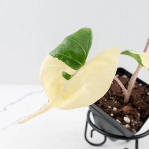 Alocasia Macrorrhiza 'Stingray' Albo Variegated (wk33-U22)