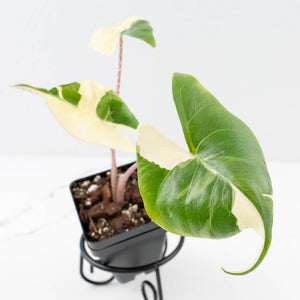 Alocasia Macrorrhiza 'Stingray' Albo Variegated (wk33-U22)