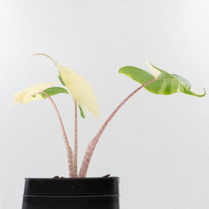 Alocasia Macrorrhiza 'Stingray' Albo Variegated (wk33-U22)