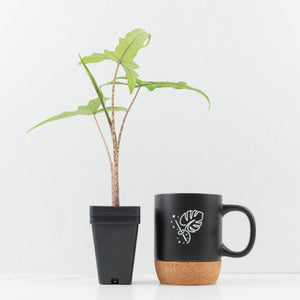 Alocasia sulawesi sp. "Sabrina" (wk33-L9)