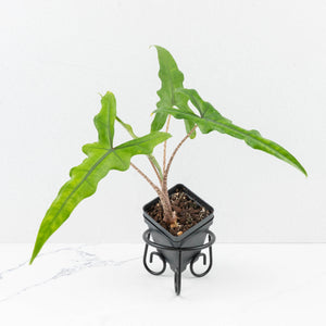 Alocasia sulawesi sp. "Sabrina" (wk33-L9)