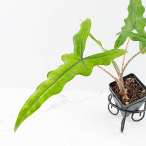 Alocasia sulawesi sp. "Sabrina" (wk33-L9)