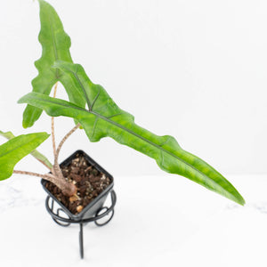 Alocasia sulawesi sp. "Sabrina" (wk33-L9)