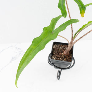 Alocasia sulawesi sp. "Sabrina" (wk33-L9)