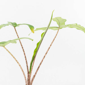 Alocasia sulawesi sp. "Sabrina" (wk33-L9)
