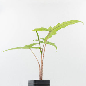 Alocasia sulawesi sp. "Sabrina" (wk33-L9)