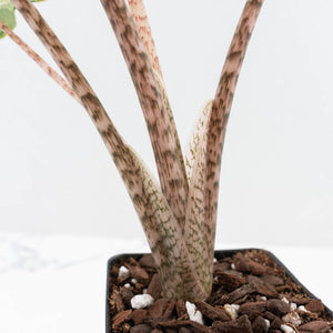 Alocasia Tandurusa Variegated (previously Alocasia 'Jacklyn') - Corming Size (wk30-UG)