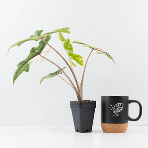 Alocasia Tandurusa Variegated (previously Alocasia 'Jacklyn') - Corming Size (wk30-UG)
