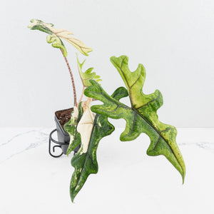 Alocasia Tandurusa Variegated (previously Alocasia 'Jacklyn') - Corming Size (wk30-UG)