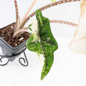 Alocasia Tandurusa Variegated (previously Alocasia 'Jacklyn') - Corming Size (wk30-UG)